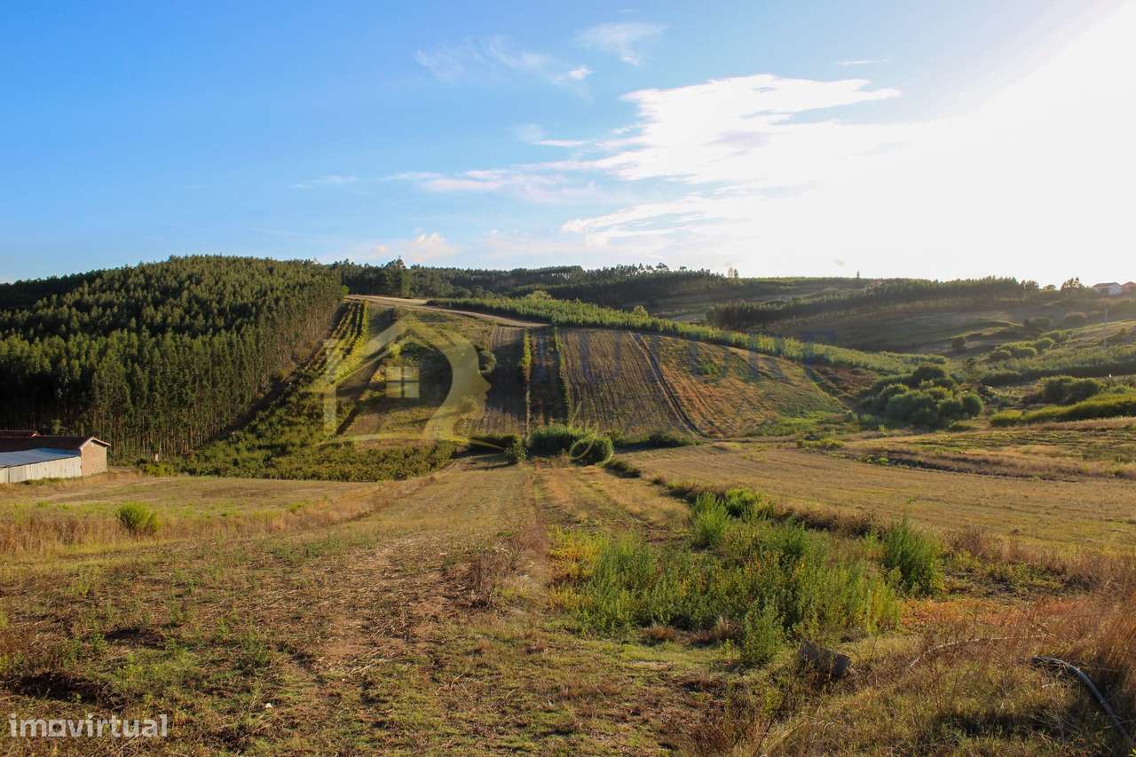 Terreno  Venda em Bombarral e Vale Covo,Bombarral-0