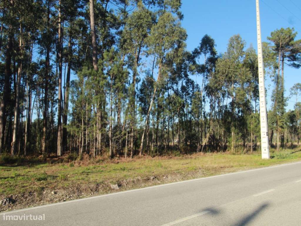 Terreno Rústico c/ 11000 m2 - Grande imagem: 3/5