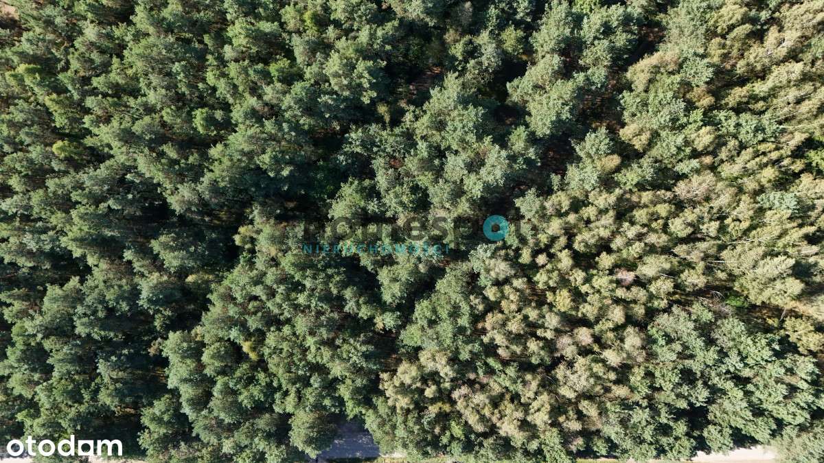 | Działka | Las | Natura | Jezioro | Stęszewko |-1