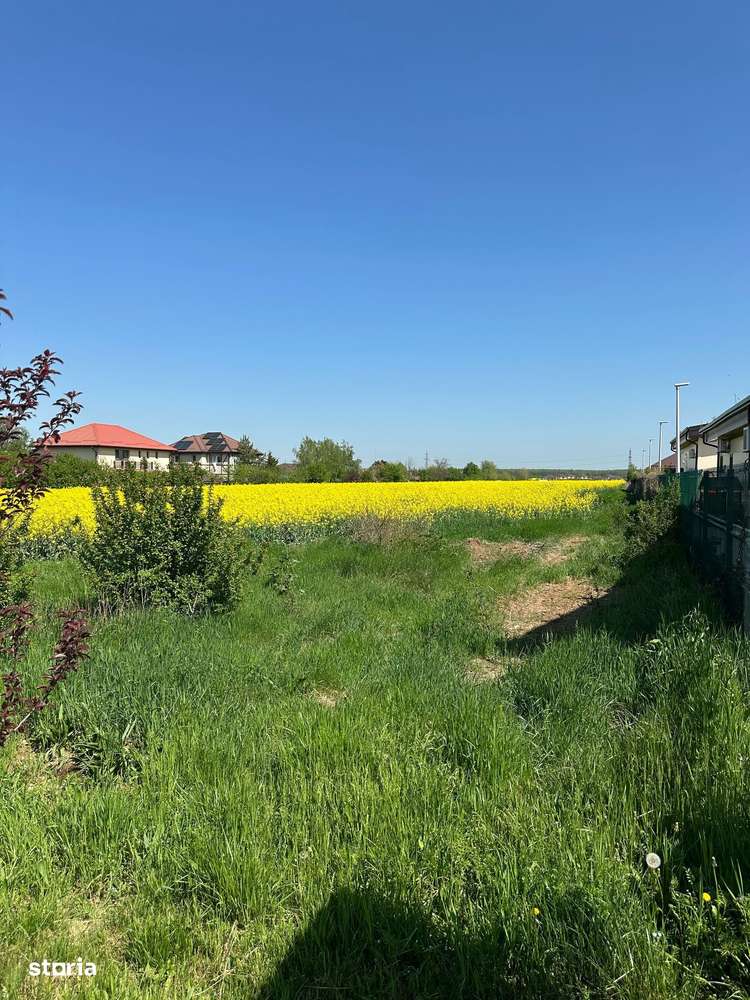Teren intravilan 26.300 mp Saftica Balotesti - PUZ în lucru-15