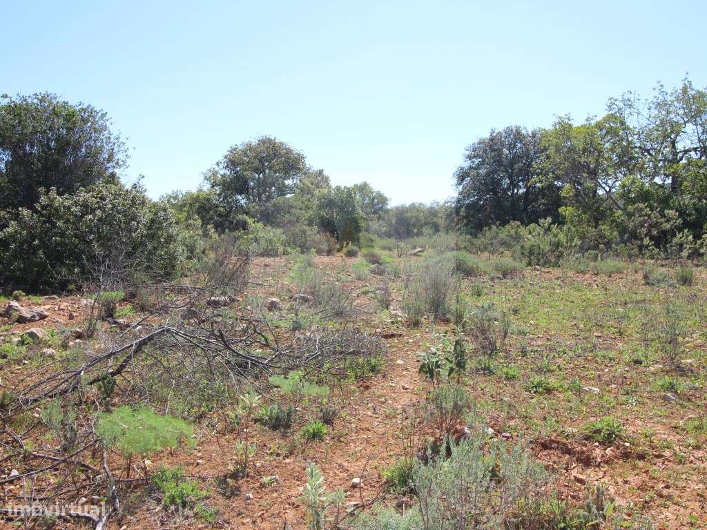 Terreno Rústico com arrumo agricola - 7,5 Hectares | Próximo de Mon... - Grande imagem: 4/5