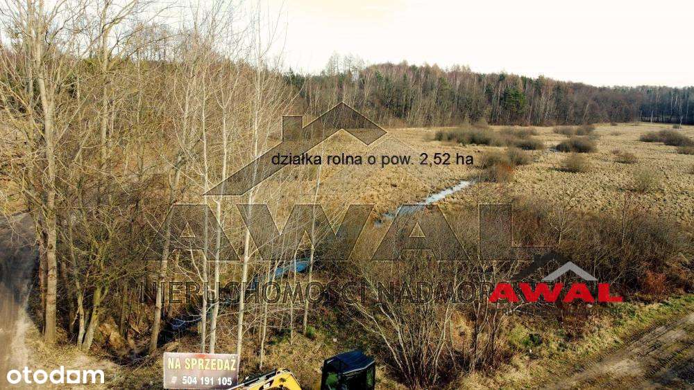 Duża działka rolna w Leśniewie blisko lasu-15