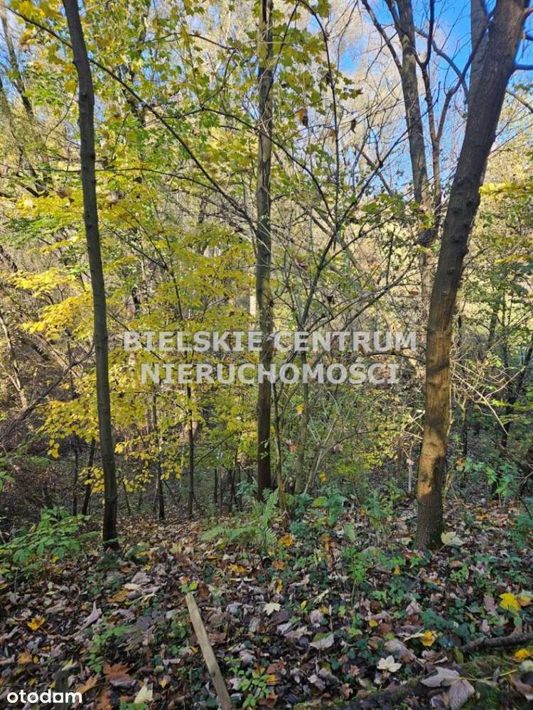 Działka, 10 300 m², Lipowa-12