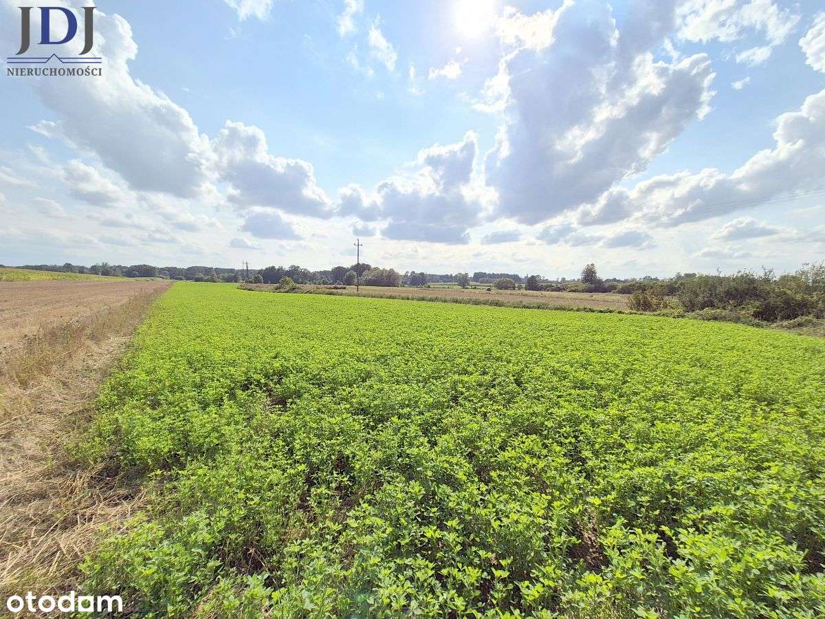 Działka 3 ha z  Warunkami Zabudowy. Kulczyn Kol. - Pełny obrazek: 4/6