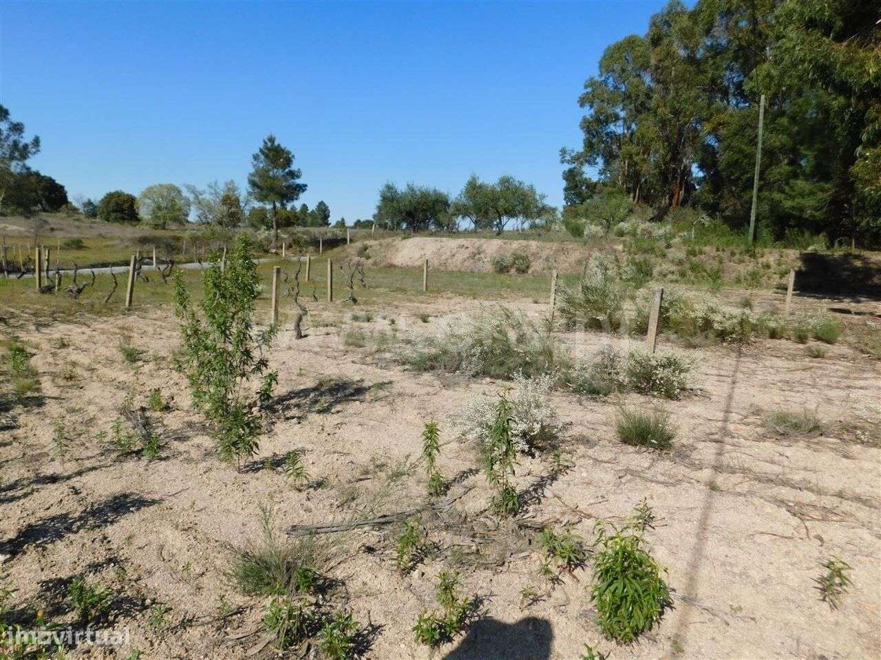 Quintinha / Fundão, Orca - Grande imagem: 5/11