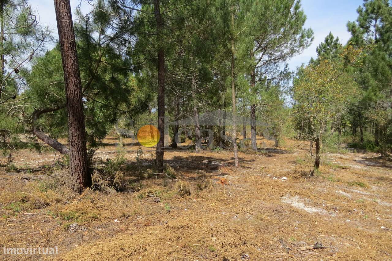 Terreno rustico em Melides - Grande imagem: 4/18