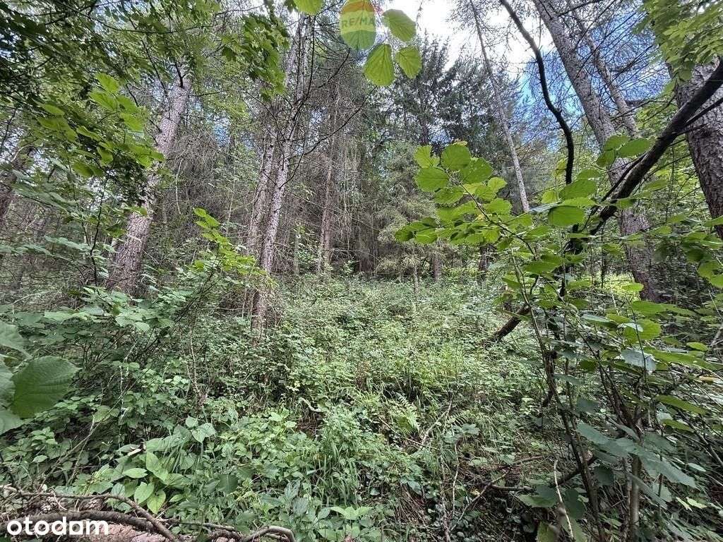 Nieruchomość gruntowa z własnym lasem - Pełny obrazek: 4/5