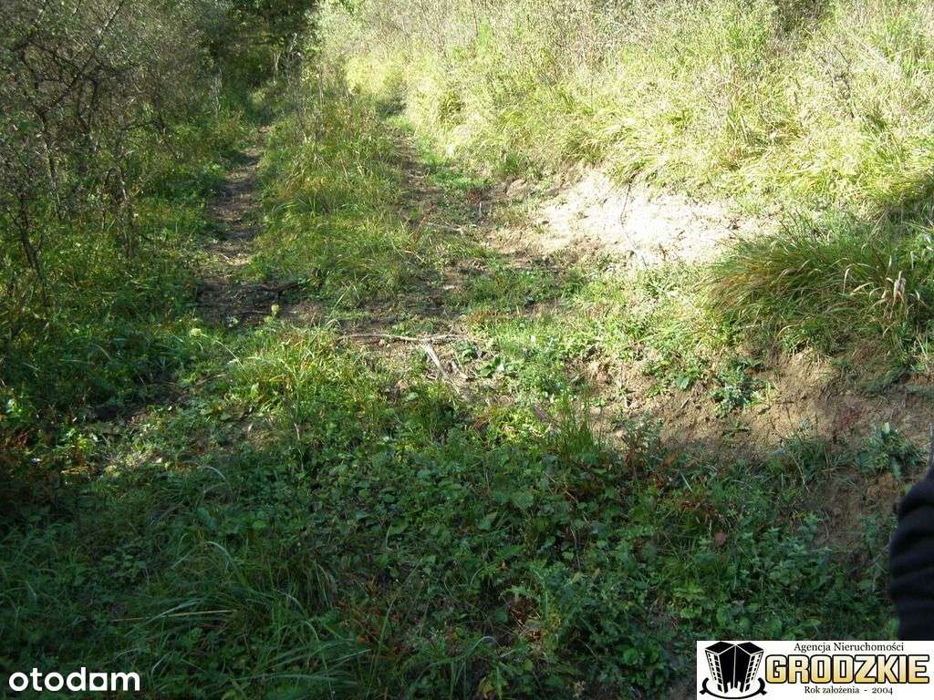 Sprzedam działke z lasem k.Przemysla-4