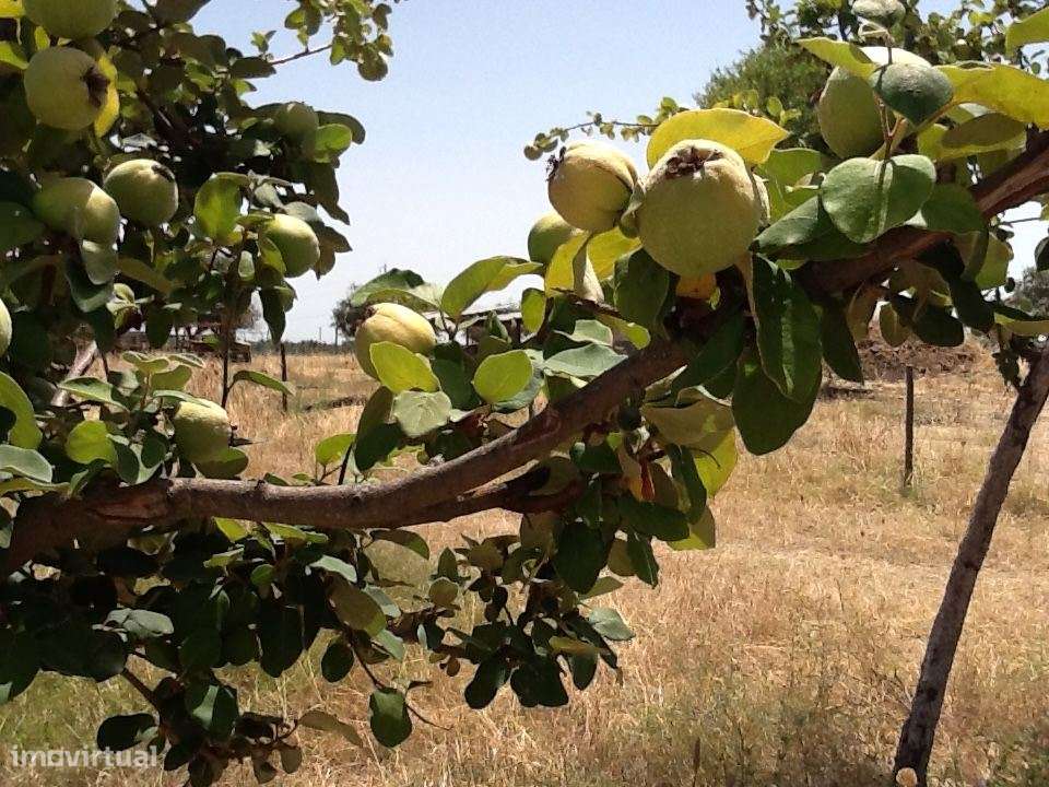 Herdade Mourão 80,44 ha banhada pelas águas do Alqueva-14