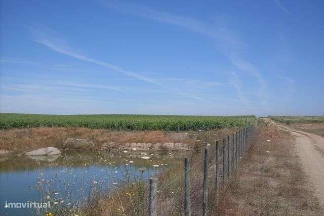 Vinha com 33ha - Grande imagem: 3/14