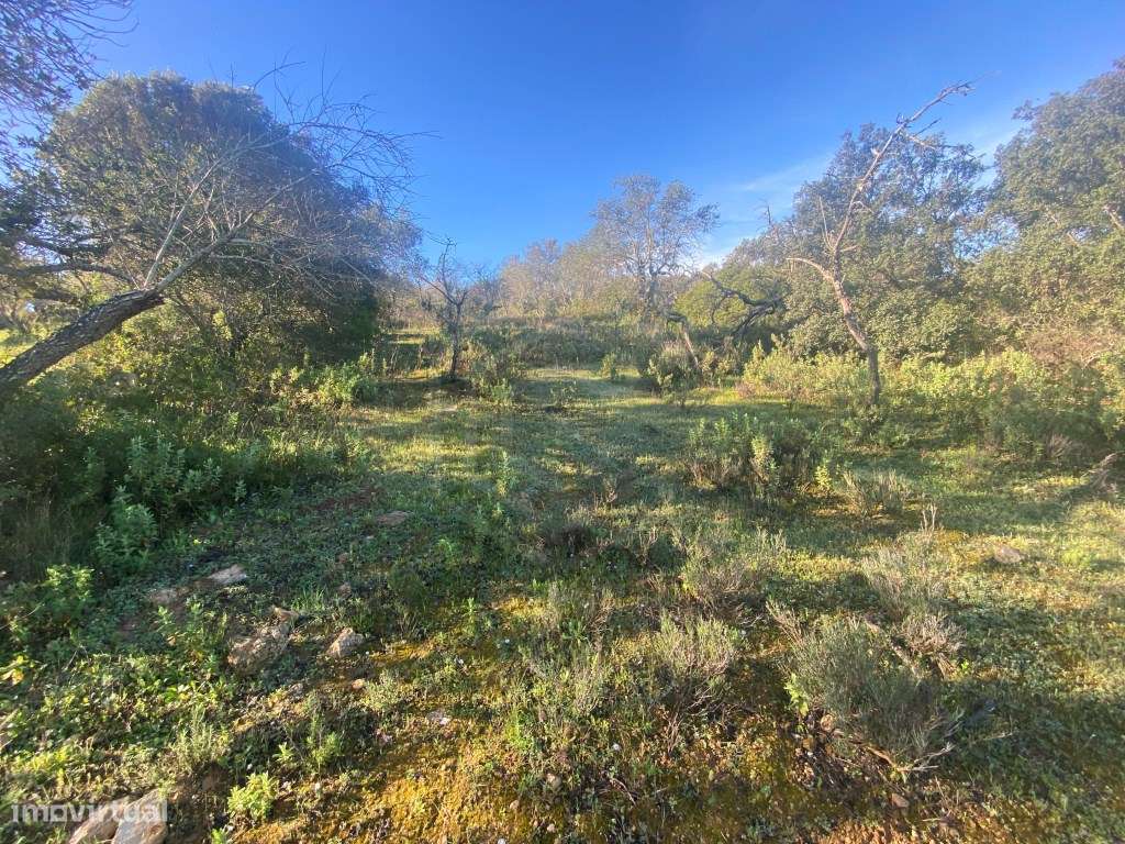 Lote de terreno rústico situado em zona muito tranquila, Boliqueime... - Grande imagem: 5/12