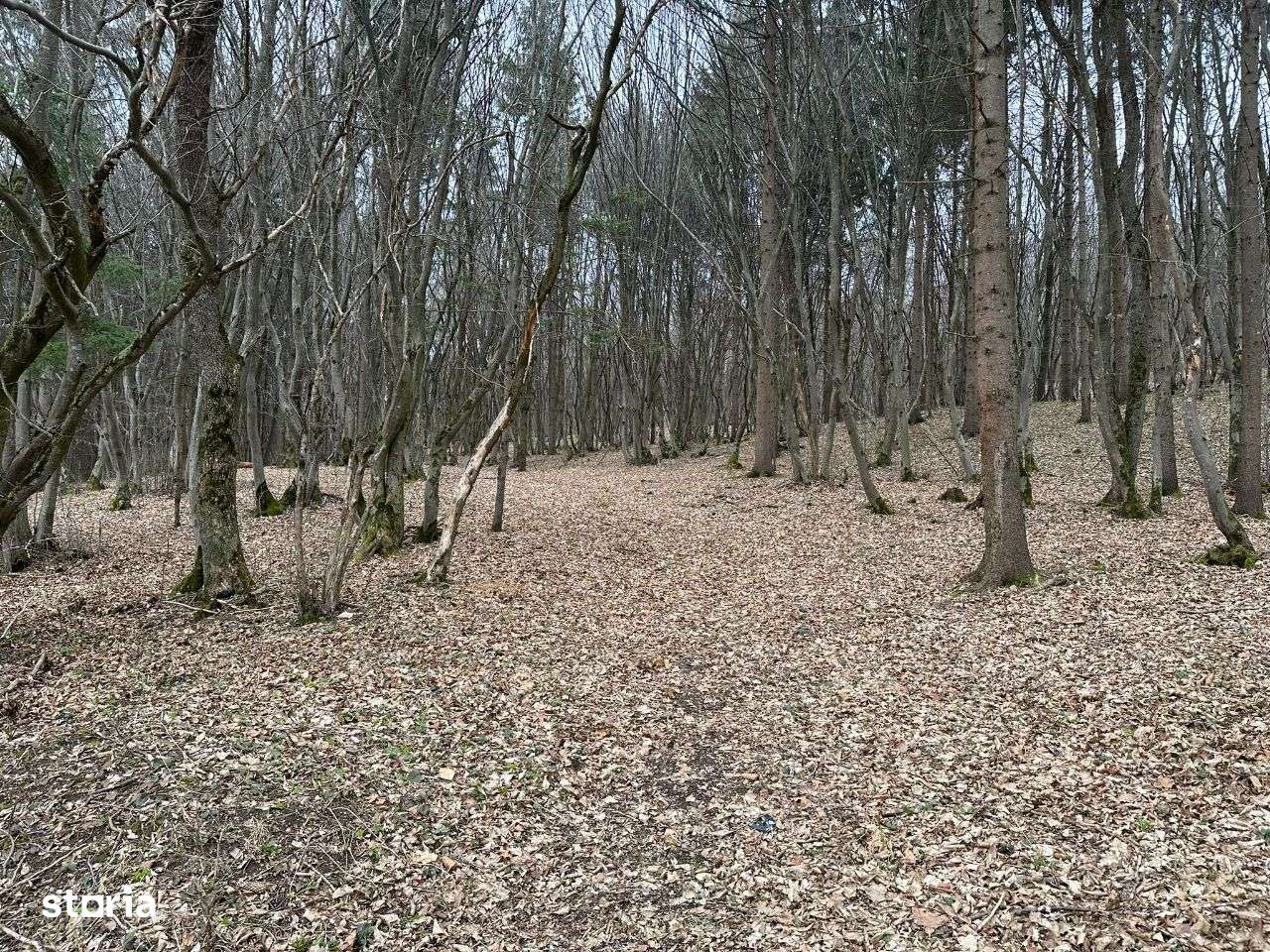 Parcele de teren SF Ion - urgent-5