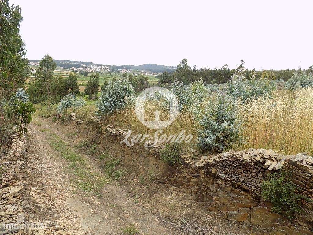 Terreno florestal Eucaliptal com 19200m2 Fradelos - Grande imagem: 5/5