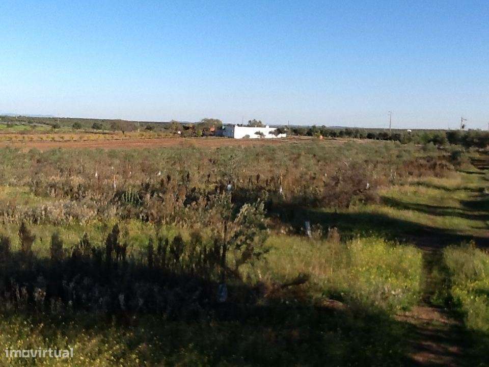 Herdade Mourão 80,44 ha banhada pelas águas do Alqueva-18