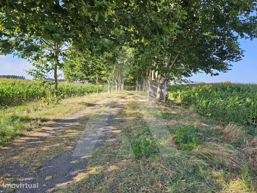 Terreno situado na freguesia de Ílhavo - Grande imagem: 2/12