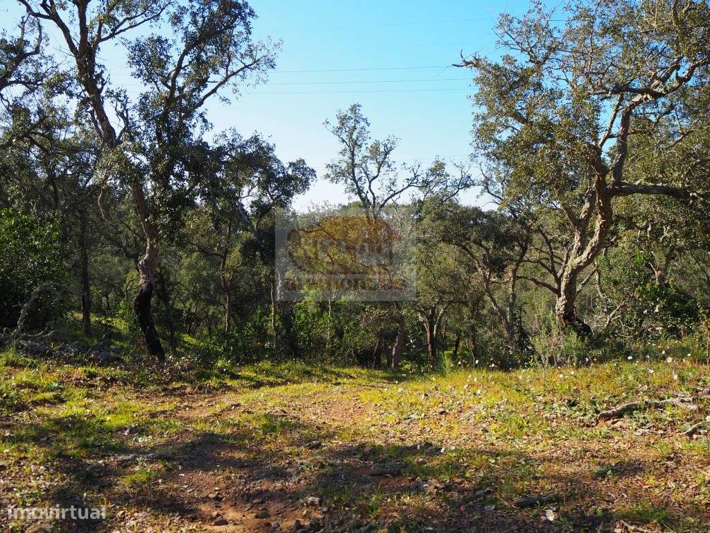 Terreno com 11 hectares e montado de sobro - Grande imagem: 2/10