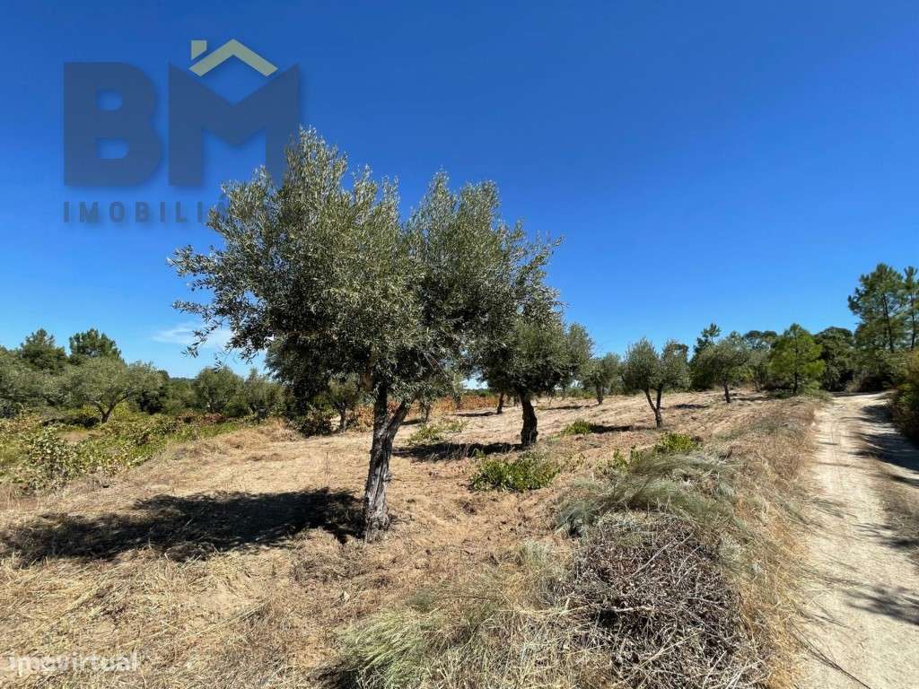 Quintinha de 4.920 m² à venda em Juncal do Campo! - Grande imagem: 5/14