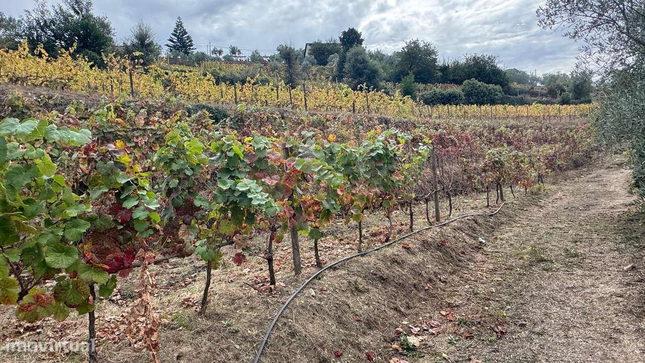 Quinta do Prado em Moura Morta, Régua-16