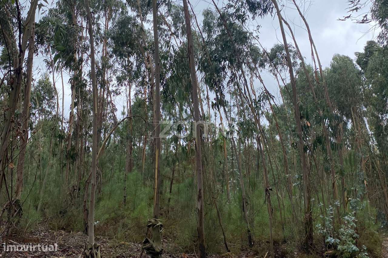 Terreno Rústico com 8.240m2 em Torres Vedras-3