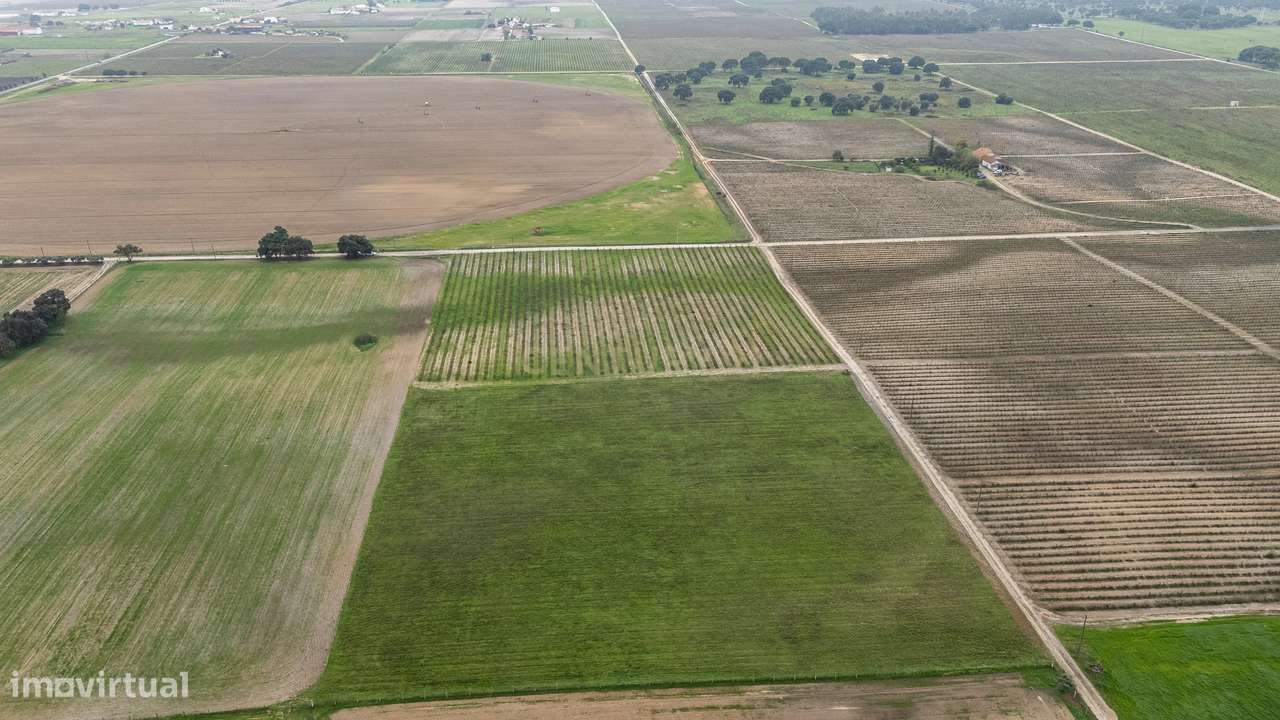 Sto. Isidro de Pegões, Palmela - Prédio Rústico com 3 ha com plantação - Grande imagem: 3/14