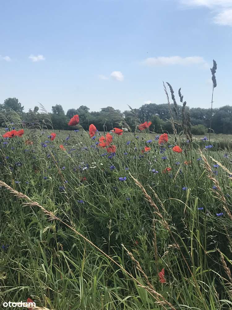 Działka budowlana blisko plaży Wyspa Sobieszewska-7