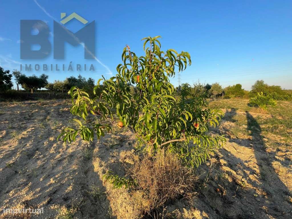 Terreno rústico com 5.750m² em Castelo Branco - Grande imagem: 5/14