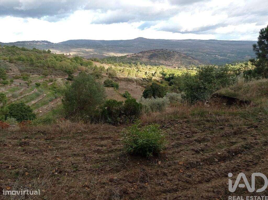 Terreno Agrícola em Sendim-4