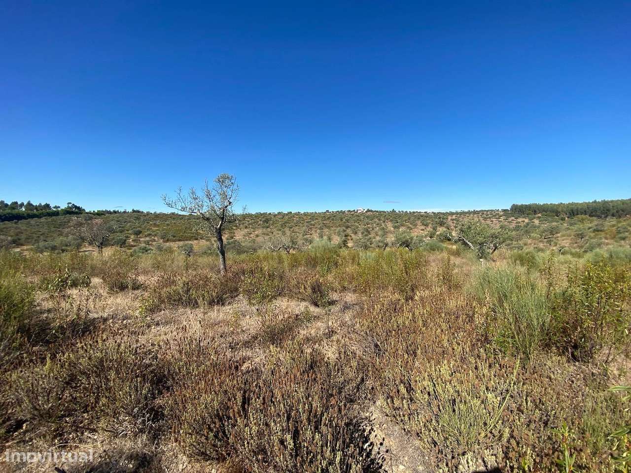 Olival tradicional Escalos de Baixo - Grande imagem: 3/11