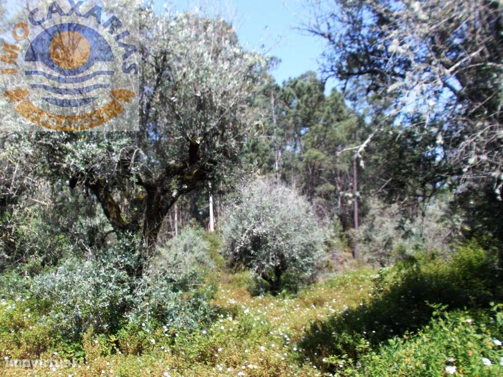 Terreno de oliveiras e pinhal. - Grande imagem: 3/3