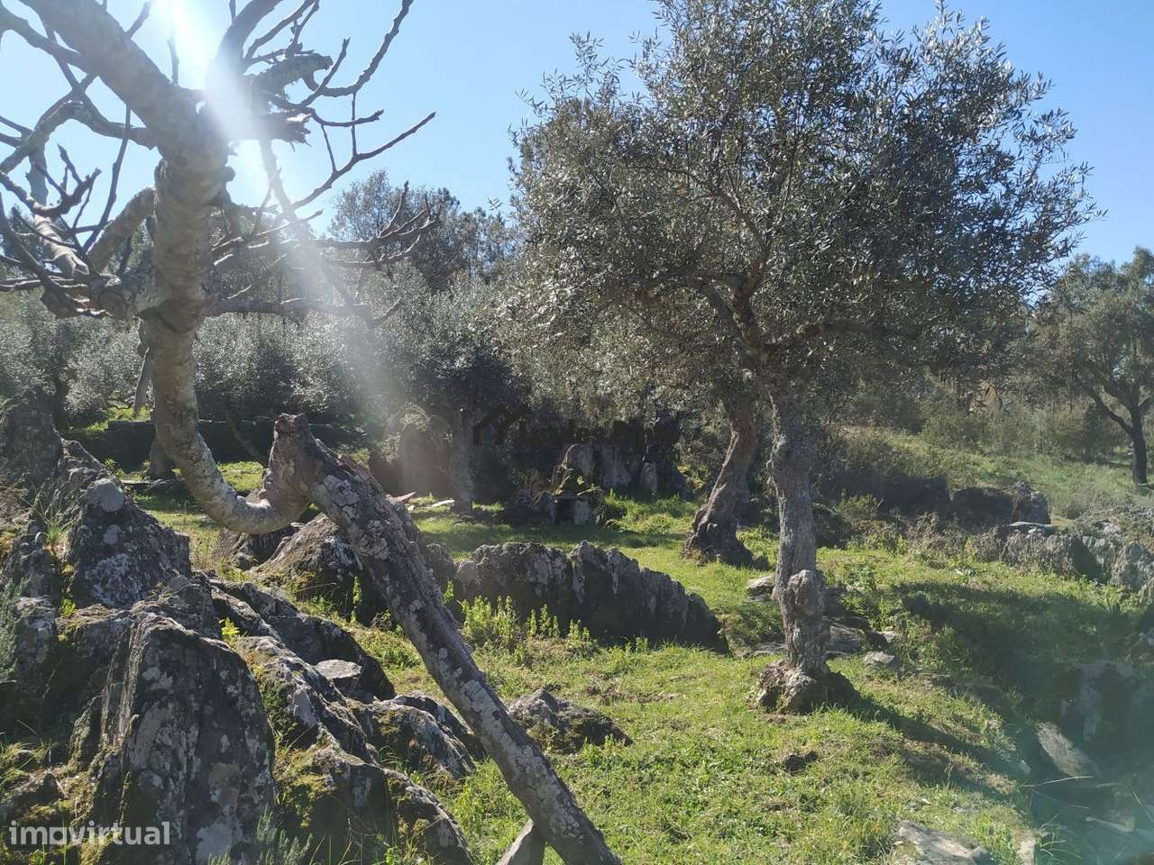 Terreno em Benquerenças - Grande imagem: 3/12