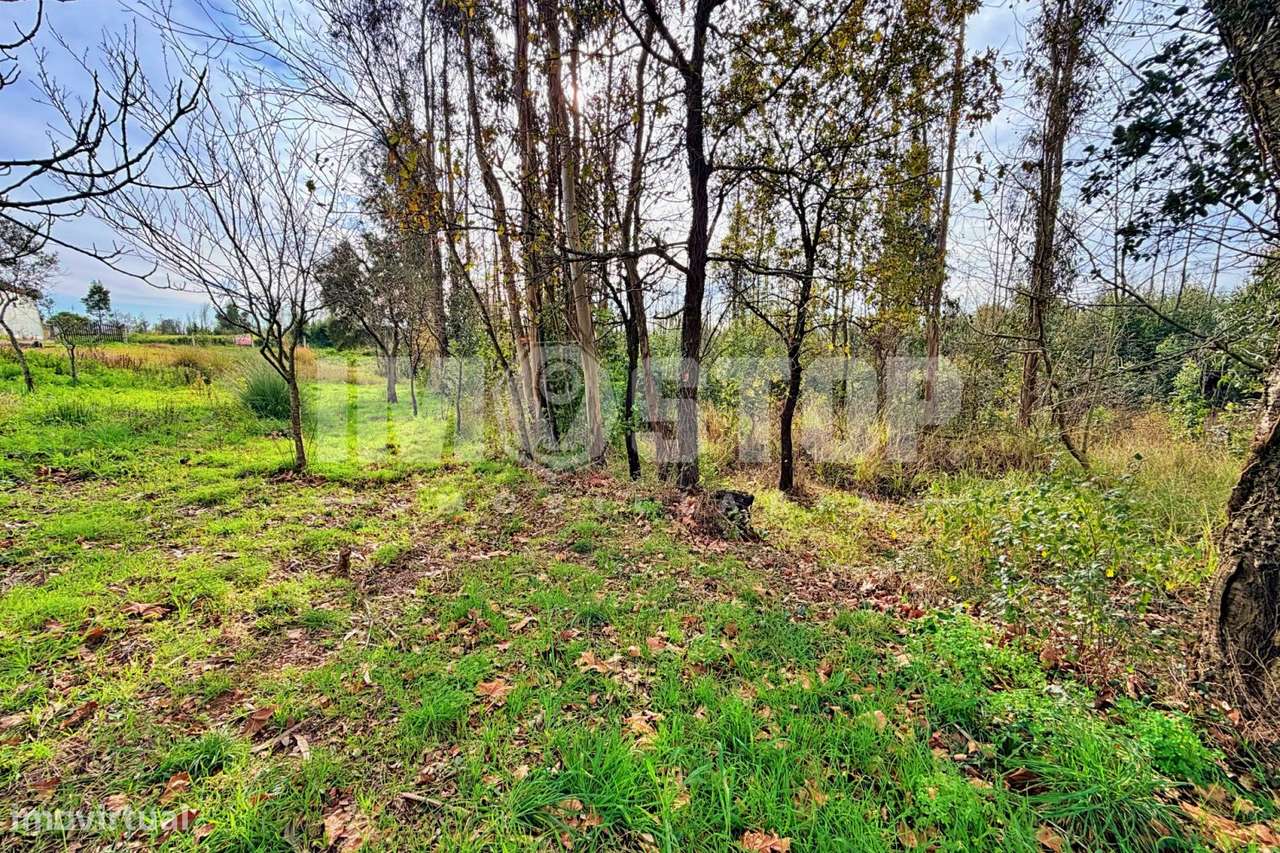 Terreno para construção entre Albergaria-a-Velha e Aveiro - Grande imagem: 4/9