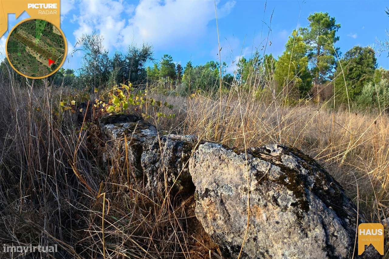 Terreno Rústico 2.300m² c/ Muros de Pedra – Juncal do Campo-15