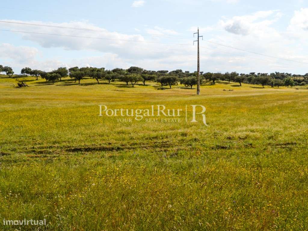 Herdade com 14 hectares na região do Alandroal - Grande imagem: 5/27