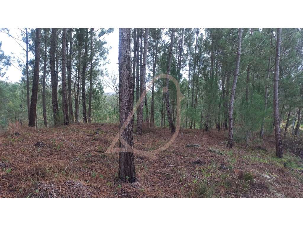 Terreno , terreno para construção-5