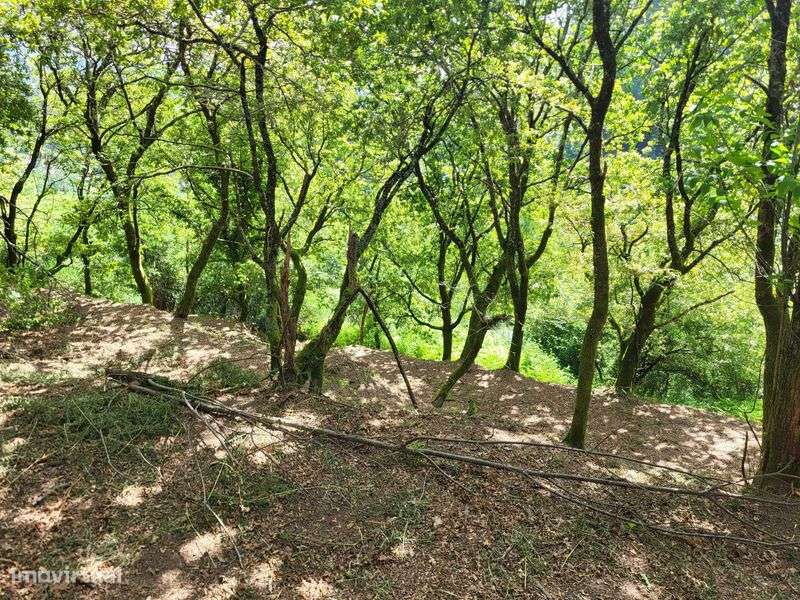 Terreno no Gerês com Ruína e Mina 3 Artigos 8.100m² - Grande imagem: 5/12