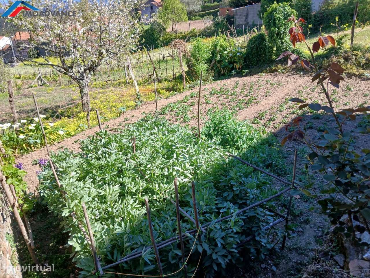Casa para Recuperar com Terreno e Lagar em Lorvão, Penacova, Coimbra-51
