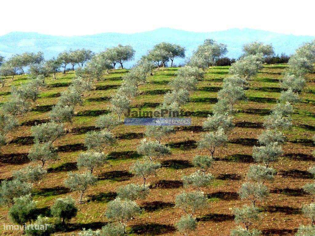 TERRENO AGRÍCOLA 104.000m2 para plantações novas. Portugal, ALFÂNDE...-7