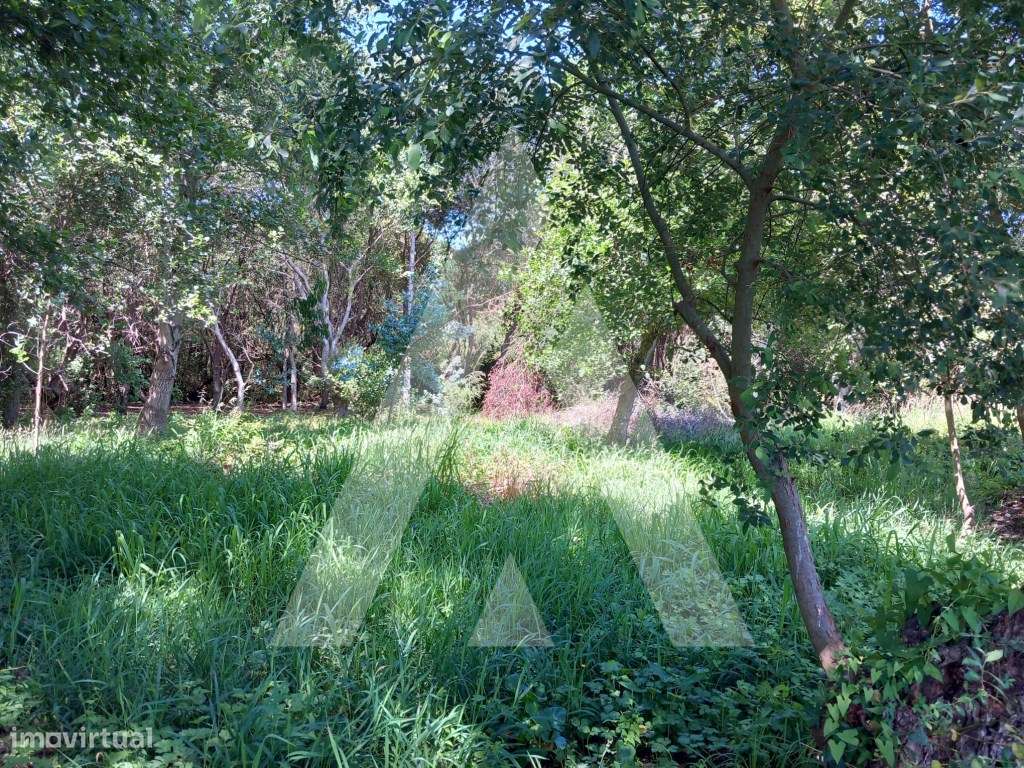 Terreno Rustico na Murtosa - Grande imagem: 5/12
