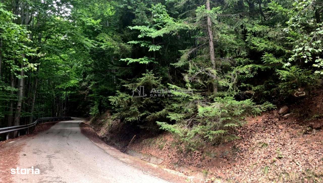 Teren 7 ha, Lac Vidraru, Podis Molivis-2