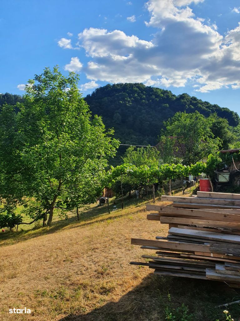 Teren intravilan 1 HA + Cabanuta in MUNTENI Judet Bihor