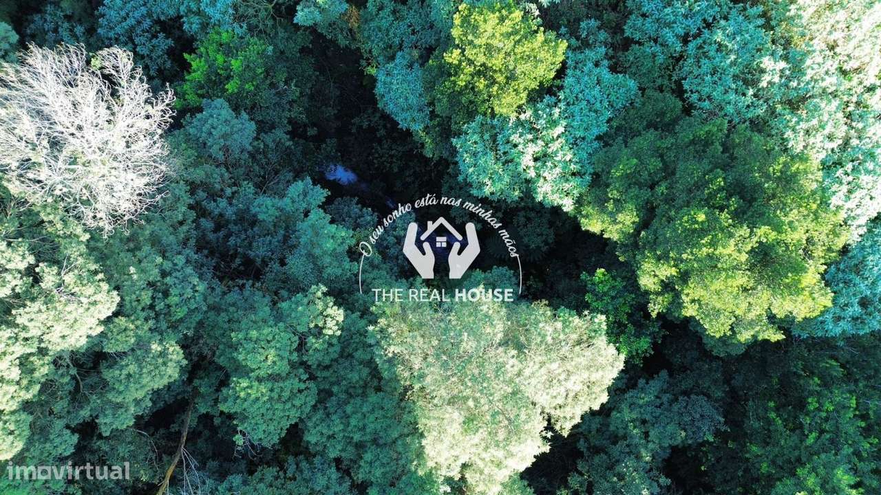 Terreno Rústico em Santo António da Serra-13