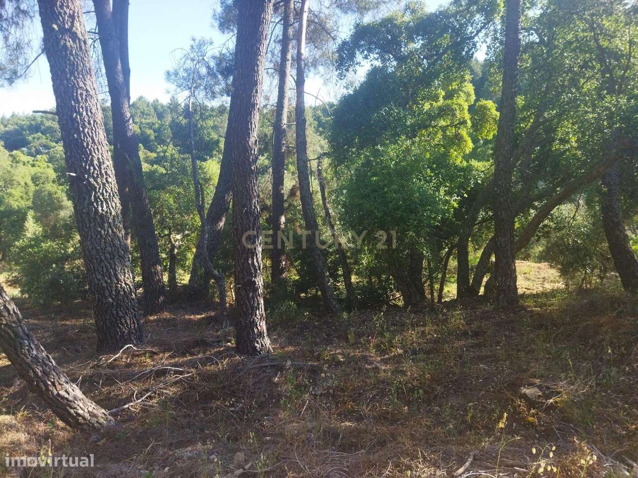 Terreno rústico | São Vicente da Beira, Castelo Branco - Grande imagem: 3/19