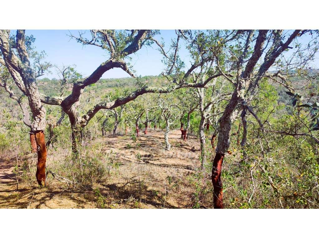 Terreno Rústico - Grande imagem: 5/14