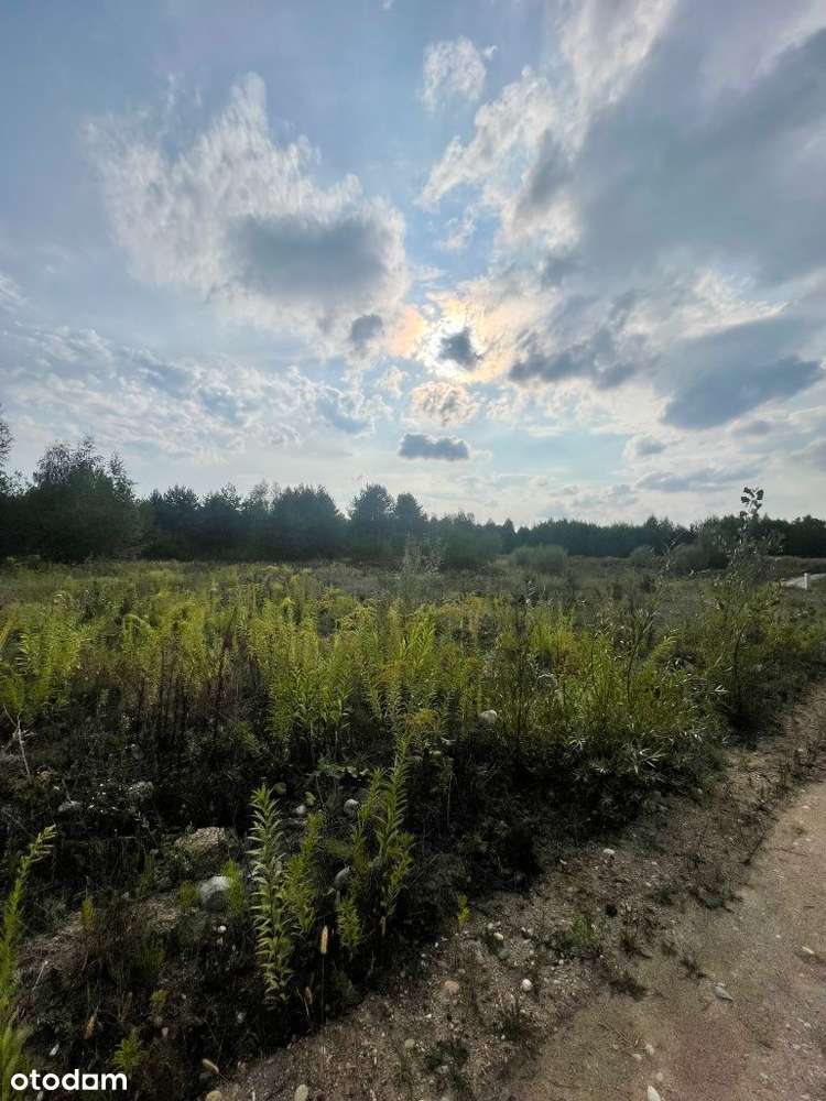 Bezpośrednio - sielska działka nad stawem koło lasu - Tarczyn. - Pełny obrazek: 5/9