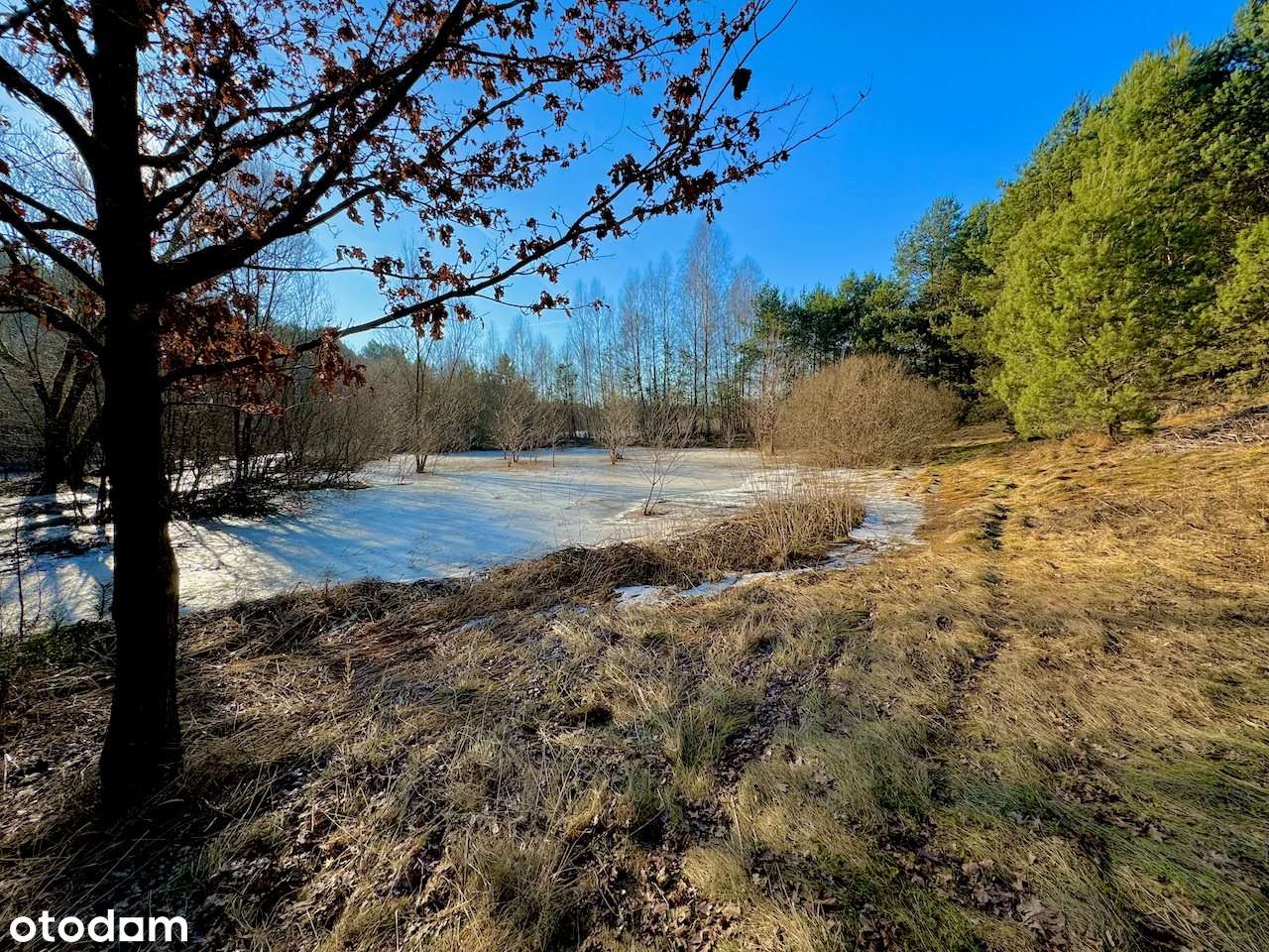 Działka leśna nad Pilicą-Ostrów gm. Aleksandrów - Pełny obrazek: 4/19