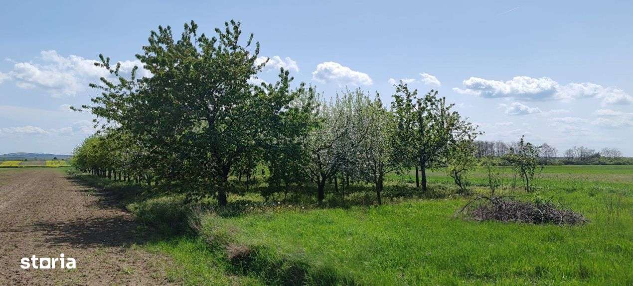 Casa si teren generos – sat Ciuhoi, comuna Saniob, judetul Bihor-4