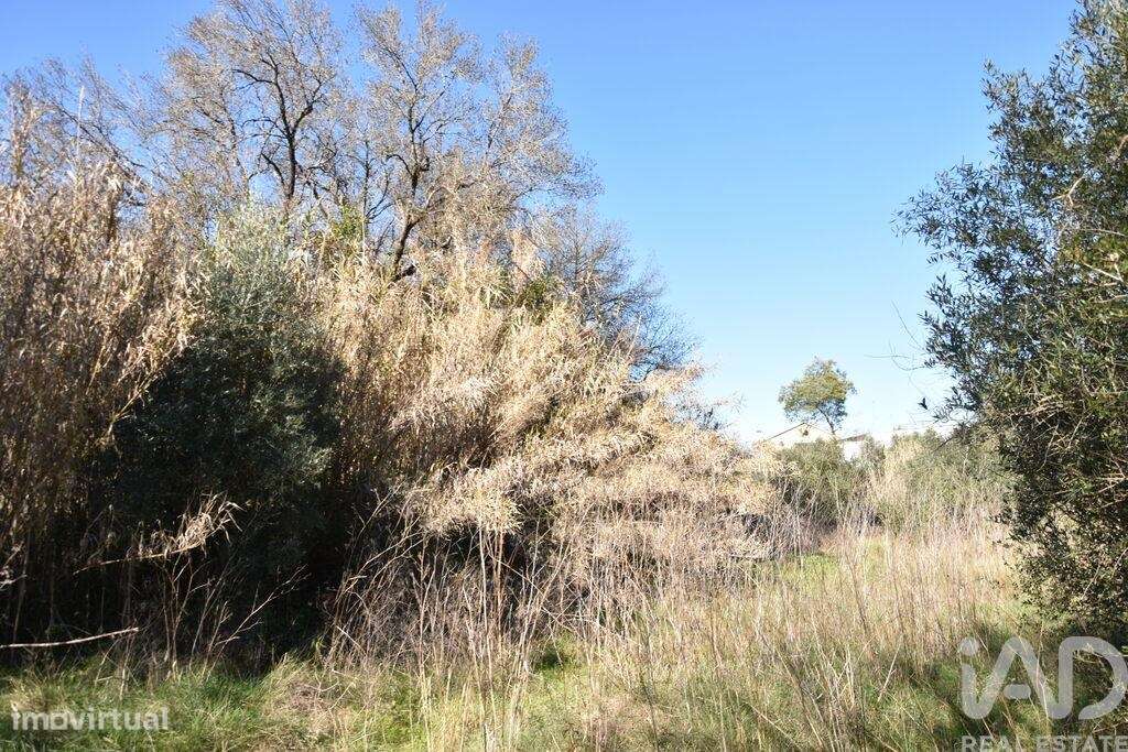 Terreno em Freixianda, Ribeira do Fárrio e Formigais de 2840,00 m2 - Grande imagem: 5/30