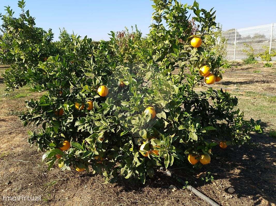 Quinta  para venda-7