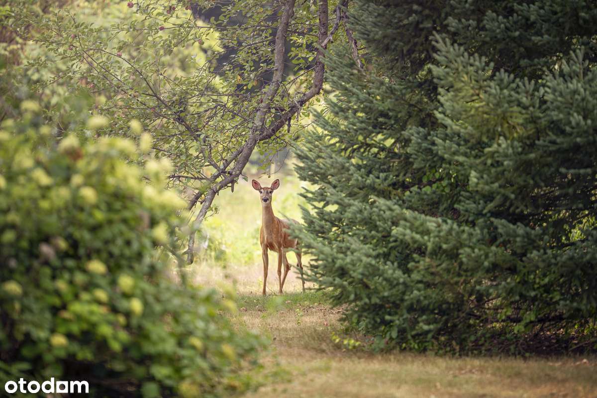 Działki na Pojezierzu Łęczyńsko-Włodawskim - Pełny obrazek: 2/10