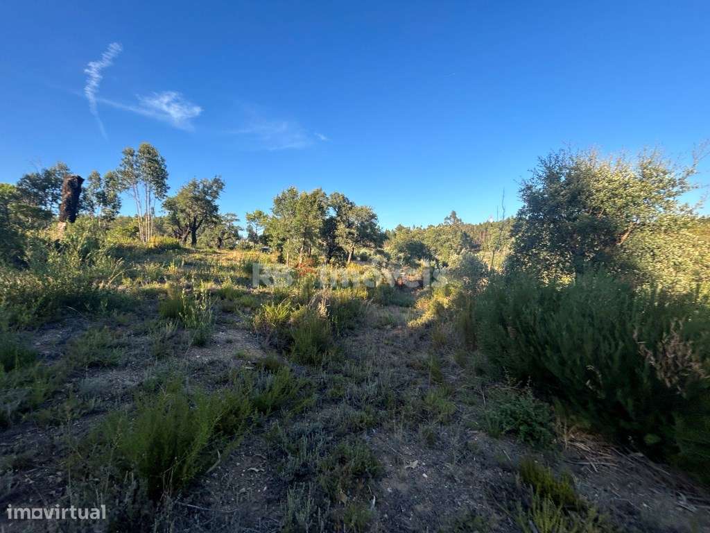 Terreno rústico com mais de 1hectare e várias árvores - Agroal, Tomar - Grande imagem: 3/15
